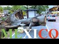 The Streets Of Playa Del Carmen | Constituyentes Avenida | MEXICO 🇲🇽