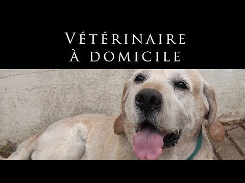 Vidéo: Un Vétérinaire à Domicile Est-il Fait Pour Vous?