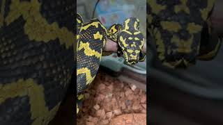 Famous Most Beautiful Snake in the World Jungle Carpet Python Net Worth