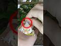 Por que as lagartixas gecko trocam de pele? 🦎 #curioso #incrivel