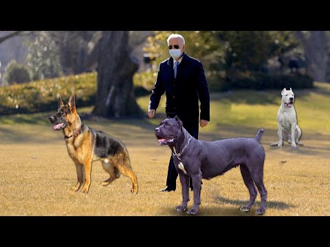 Какие собаки охраняют дом президента США Джо Байдена.