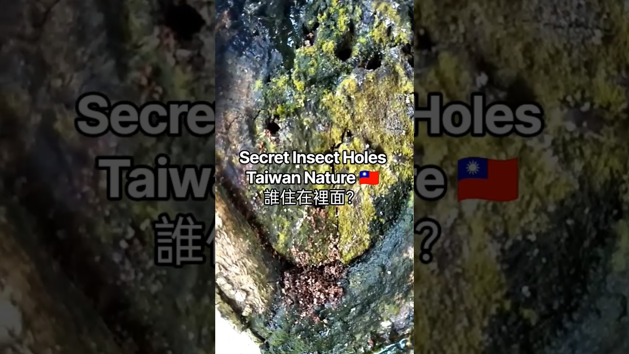 Taiwan Nature🇹🇼樹上神秘小洞 #dazofangong #travel #taiwan #tree #Insects #Nature #shorts