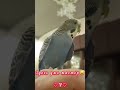 Мой попугай волнистик Пересей Зевсович🦜 научился жесту привет и позже говорил уже 🙈😄