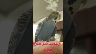 Мой попугай волнистик Пересей Зевсович🦜 научился жесту привет и позже говорил уже 🙈😄