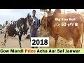 Sohrab Goth Cow Mandi Se Sasta Rate in Bhains Colony Cow Mandi - Cow Market in Pakistan