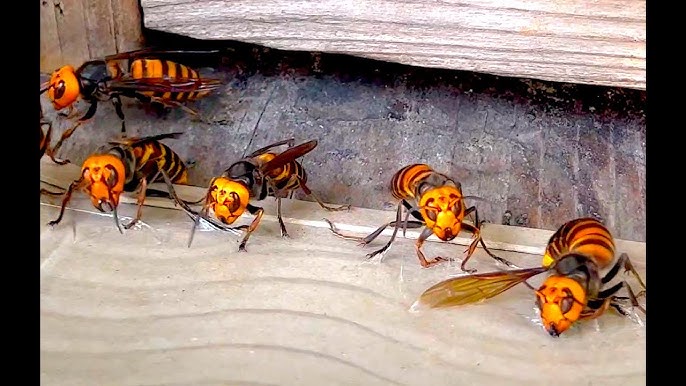 Buddha Bees And The Giant Hornet Queen Japanese Hornet Queen
