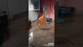 رقصة الفرحة المضحكة