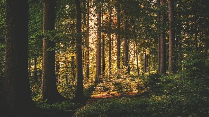 Forests Will Hold Your Secrets - Victoria Erickson
