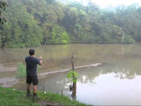 Mancing Ikan Yang Sedang Kelaparan Di Rawa Gabus Youtube