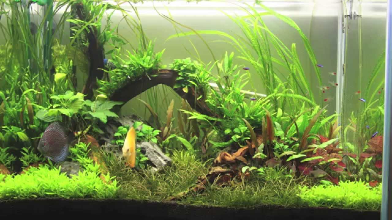 Aquascape, Discus Planted Tank, First Project from start to finish  YouTube