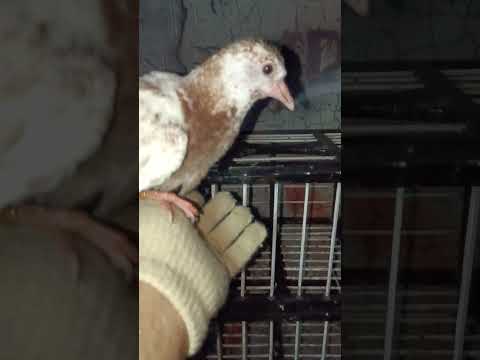 3 BAHAN MERPATI FREE FLY