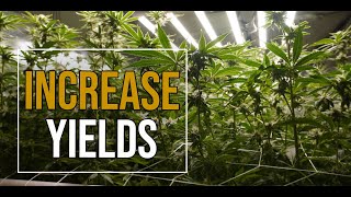 My Defoliation Technique to Increase Yields  - How to Grow Weed at Home