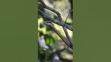 Master of camouflage - Vine Snake
