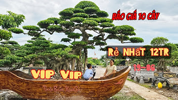 🌳 BÁO GIÁ CÔNG KHAI 10 CÂY XANH - GIÁ CHỈ TỪ 12 TRIỆU ĐỒNG! 🌳