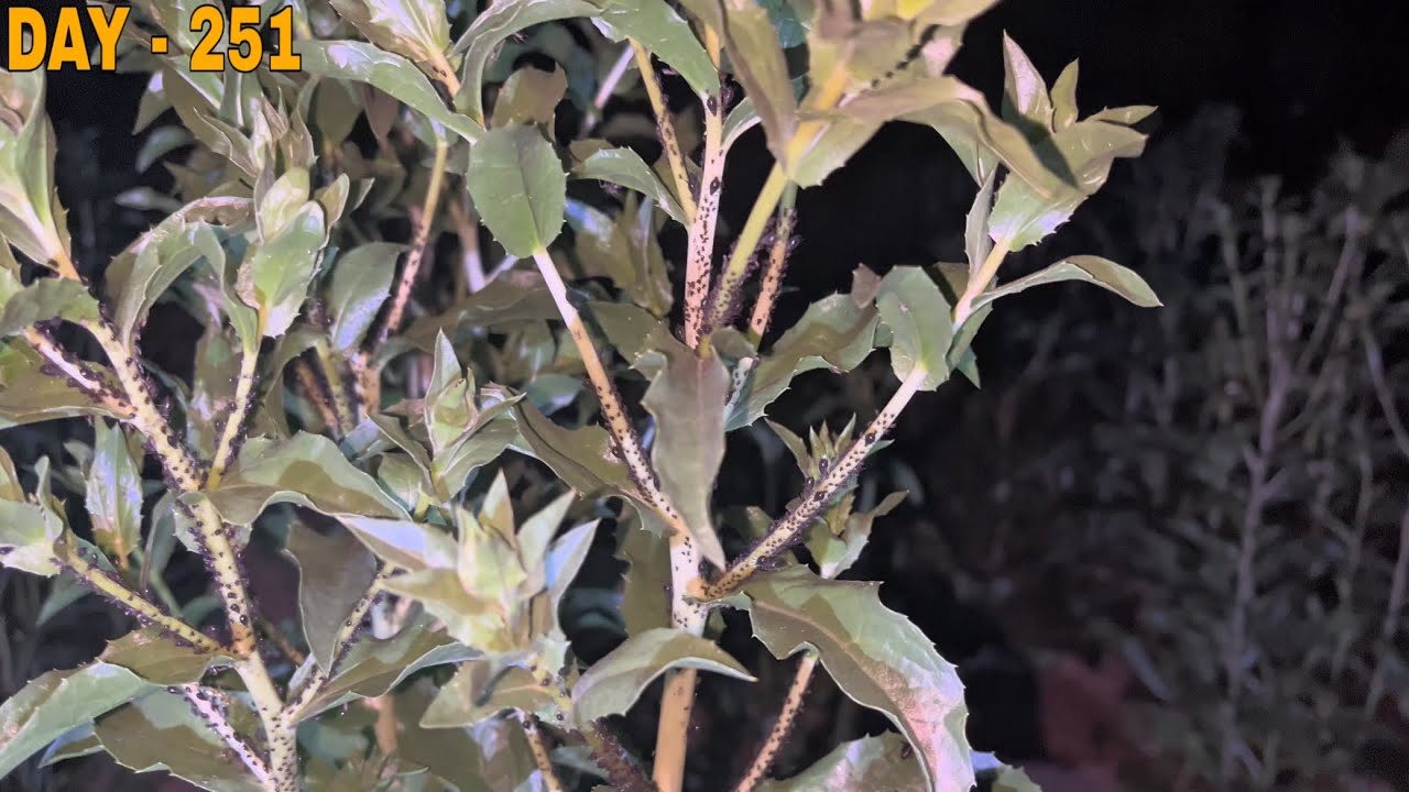 Fasal Me Kide 🦟 Lag Gye 😮