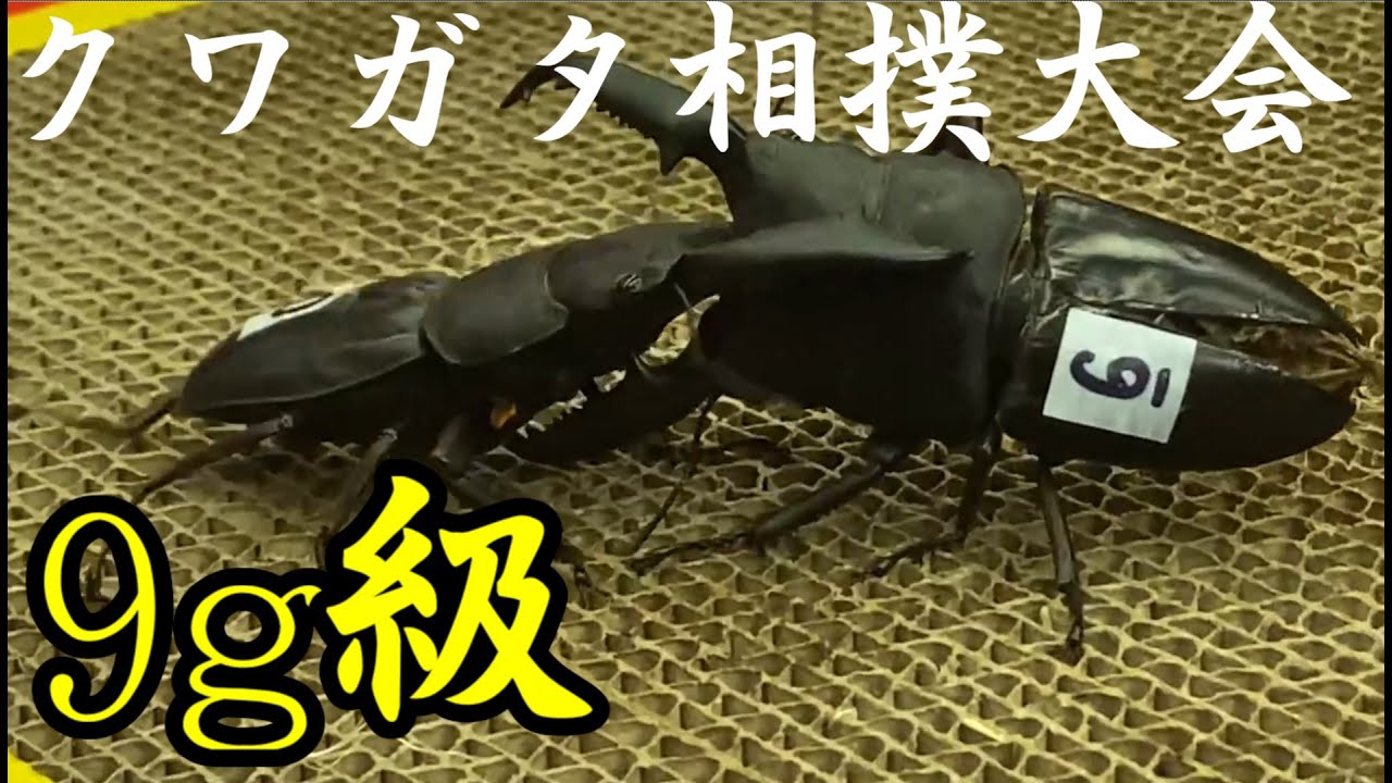 東京クワガタ相撲大会 第13回ドルクスチャンプ杯 9g級 - YouTube