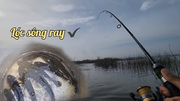 Lóc sông ray lure cá lóc ✅️#lurefishing #câucá
