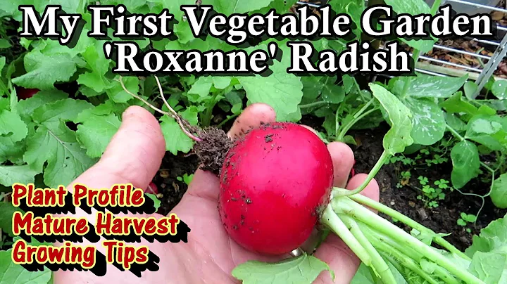 The 'Roxanne' Radish for Large Radish Bulbs- Planting, Growing, & Harvesting Tips