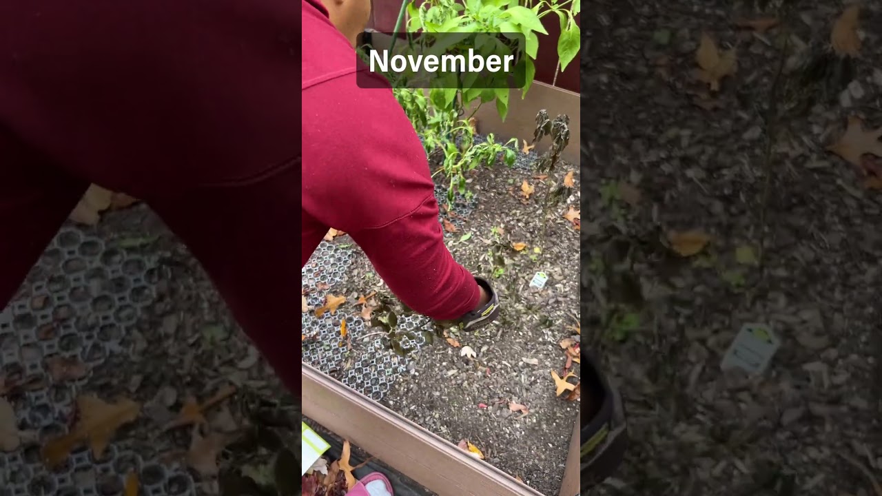 From Seed to Harvest: Growing Heirloom Kale for Fresh Juicing (3-Month Journey)