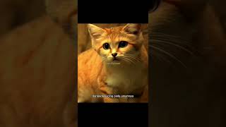 Kucing Pasir Yang Tangguh 🦊 #kucing #oyen #hewan #unik #fakta