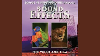 Bumble Bee - Sound Effects