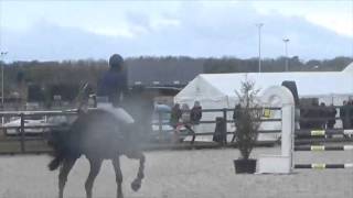 KING STAR M DEL PIERO P&B GELDING 6Y O