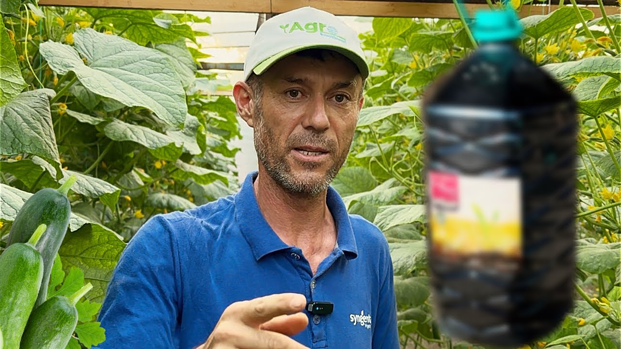 3X Hosildorlik siri! Natijalar bomba