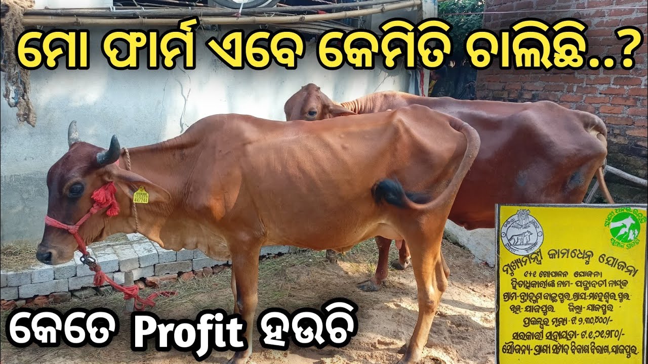 ମୋ Farm ଏବେ କେମିତି ଚାଲିଛି .? ( My Farm New Update ) 