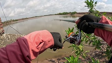 Câu Cá Bống Đục Cá Tráp #cauca #fishing #videoviral