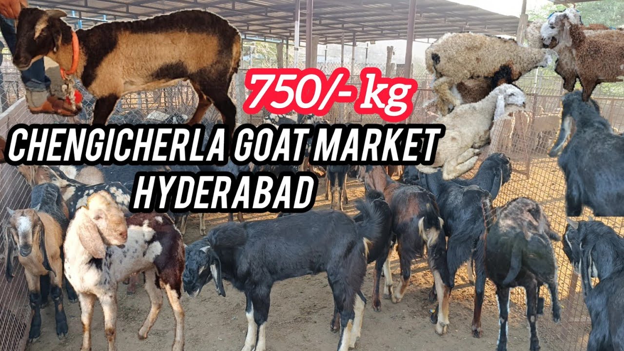 Chengicherla Goat Market Hyderabad | Mutton market in Hyderabad