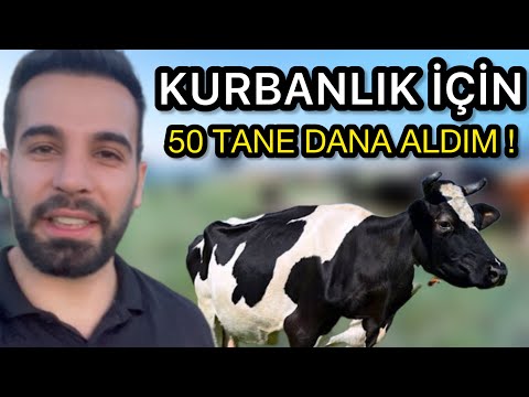 Kurban BAYRAMI için 50 TANE DANA ALDIM - YENİ ÇİFTLİKTE BAKIYORUZ!