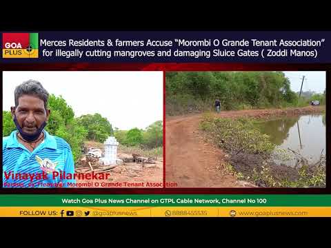 Merces Residents & farmers Accuse Morombi O Grande Tenant Association of illegally cutting mangroves