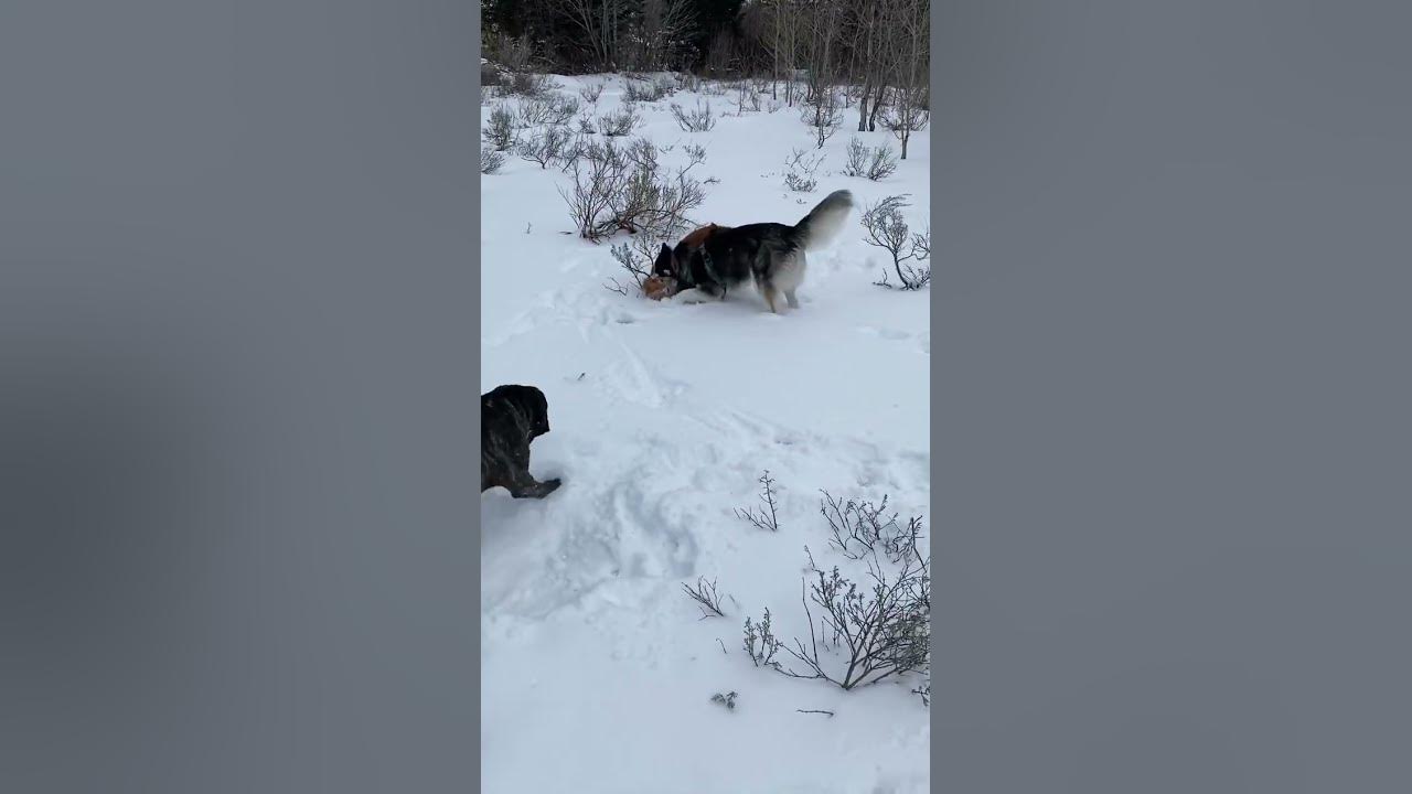 Roughhousing With Coco And Babs huskypower husky adventure outdoors roughhousing-with-coco-and-babs-huskypower-husky-adventure-outdoors