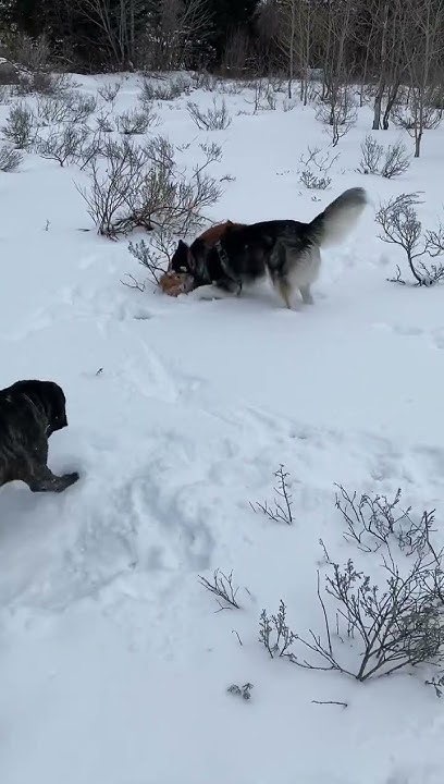 roughhousing-with-coco-and-babs-huskypower-husky-adventure-outdoors