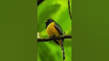 سورة البقرة Surah Al-Baqarah | القائ ماهر المعيقلي• #المصحف #اكسبلور #الشيخ