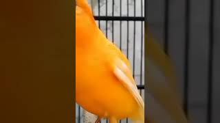 kenari Sunkist belajar bernyanyi