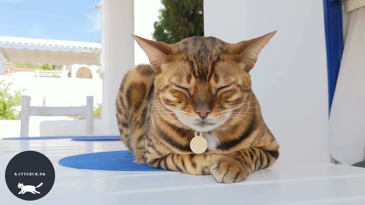 kattebur uge 30/2 Video Full HD Mobilvideo 55