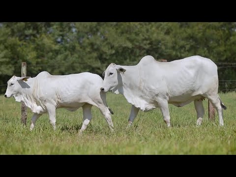 LOTE 158 - CSCF 7333