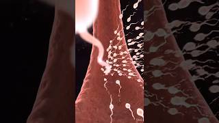 human fertilization 3d sperm meets egg#aishorts #3danimation #3video #3viral #ai #3d #shorts #share