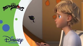 🙀 Nový Černý kocour?! | Kouzelná Beruška a Černý kocour | Disney Channel Česká republika