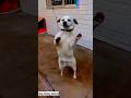 These two dogs is dancing very well I like I like that😜🥰🥰🥰👀😂#funny #comedy #shorts