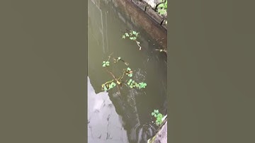 Câu cá 🎣 bống nhỏ bằng lưỡi câu 🤣