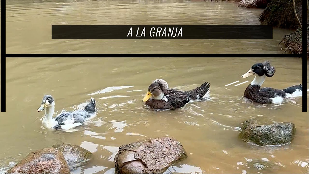 Nuevo hogar para los CARRACOS con COPETE 🦆 🦆