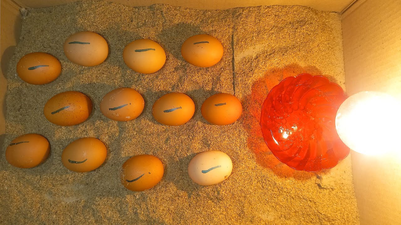 How To Make an Egg Incubator at Home Cardboard Box Egg Incubator