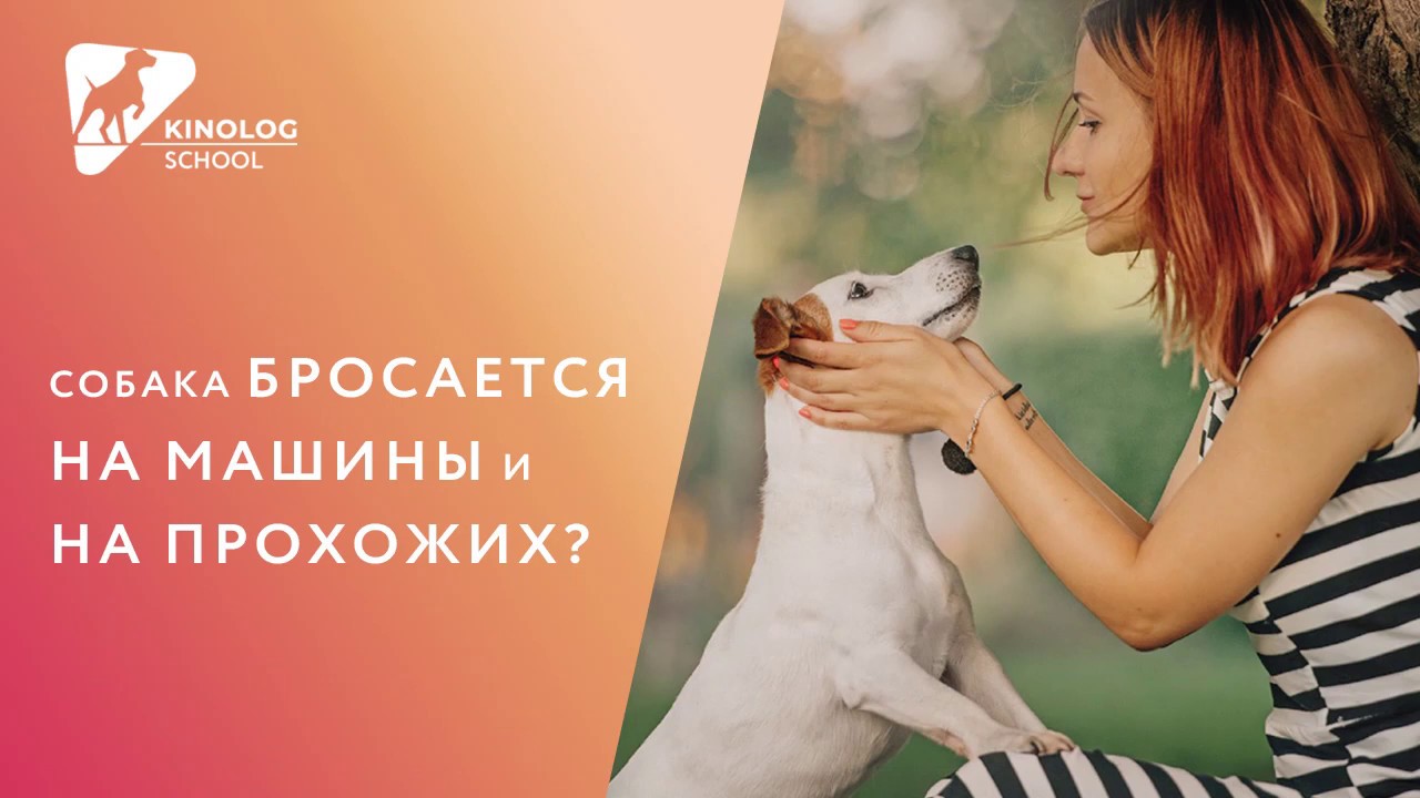 Собака царапает машину Собака царапает машину