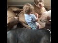 Baby climbs in with four sleeping pit bulls. Their reaction to the newcomer? Awesome.