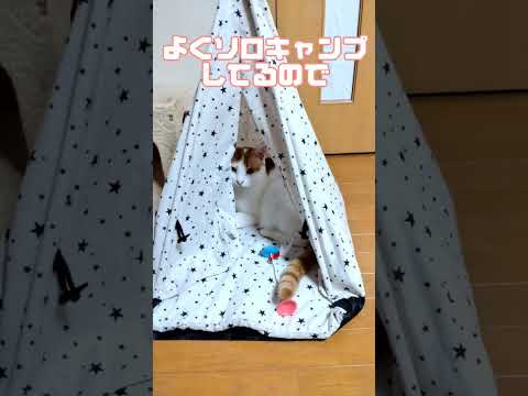 ソロキャンプが流行してる? #ショート動画 #cat #猫動画 #shorts #ダイソー #ダイソーキャンプ