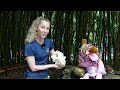 Pinky's Smithsonian Adventure: How to Brush Sloth Bear Teeth