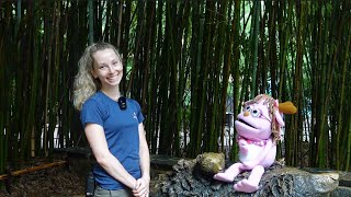 Pinkys Smithsonian Adventure: How to Brush Sloth Bear Teeth