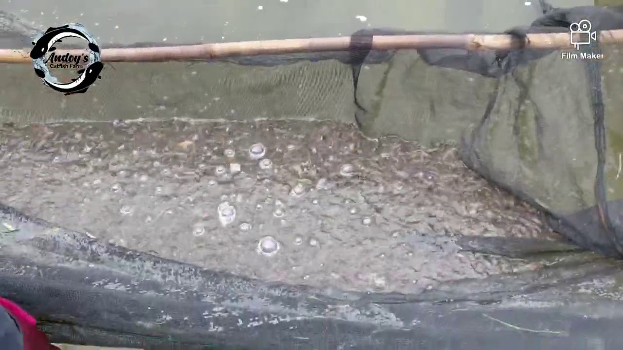 Catfish/Hito Fingerlings Sizing YouTube